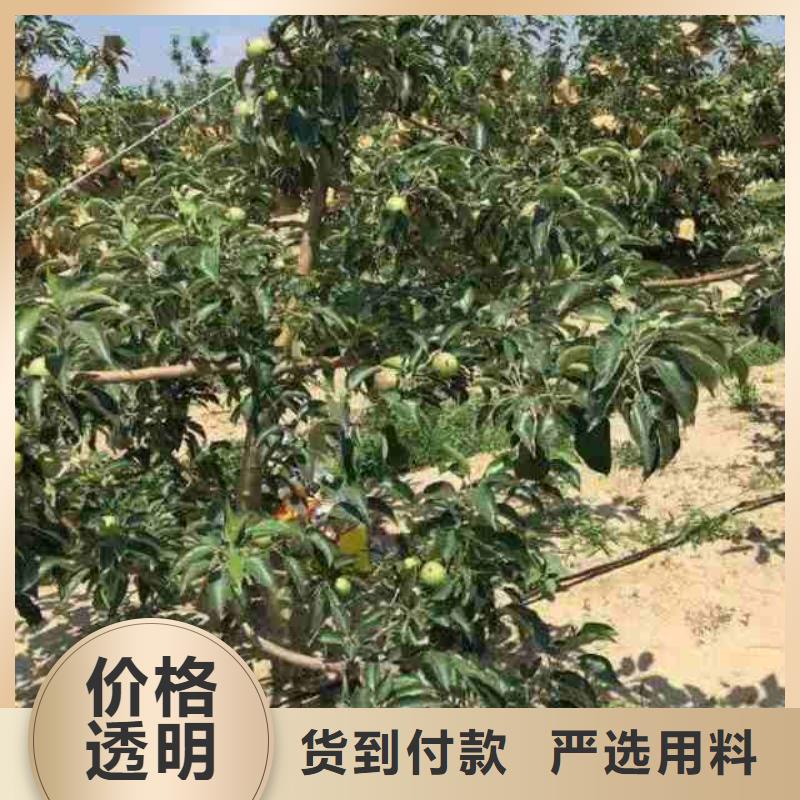 望乡红苹果树苗每株多少钱好产品有口碑