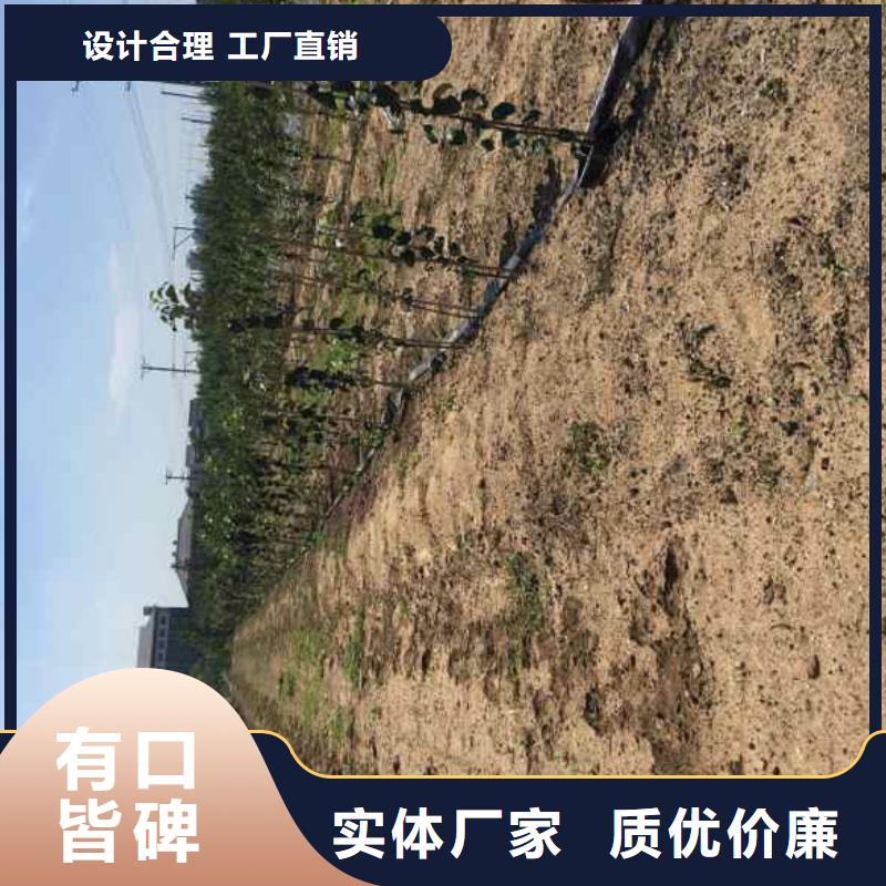 岳冠苹果苗产地零售多种规格可选