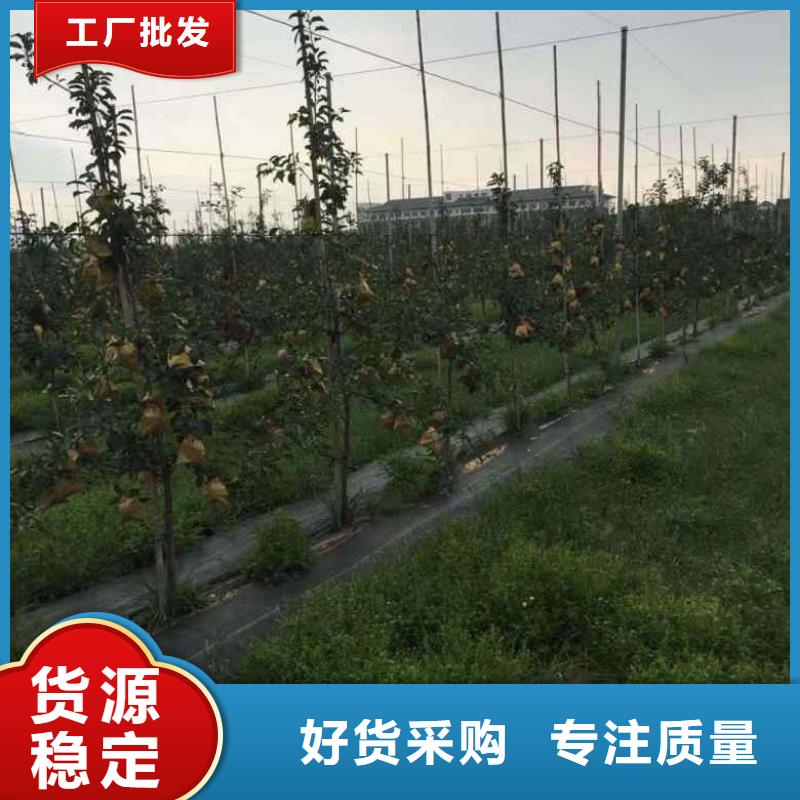 基地热卖中二刀寒富苹果树苗厂家直销省心省钱