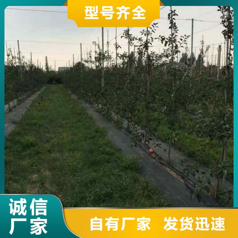 望乡红苹果树苗2024新报价出货快