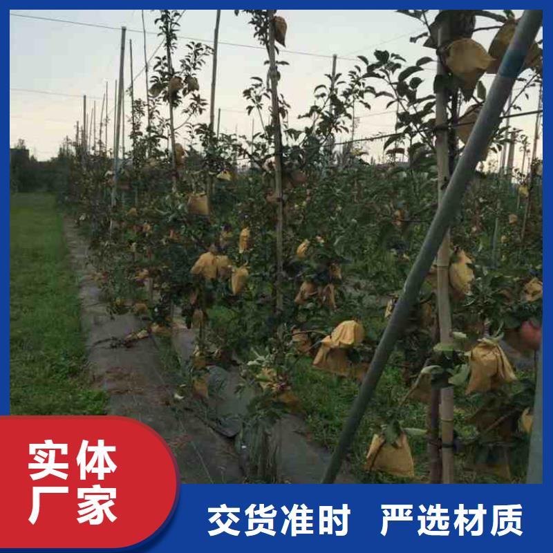 种植技术望乡红苹果树苗源厂直接供货