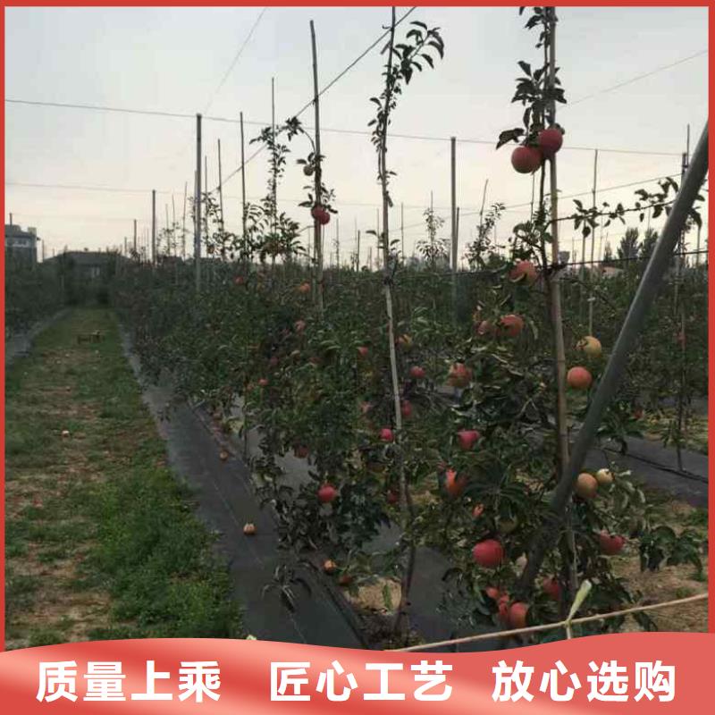 王林苹果苗自家苗圃现起现卖本地货源