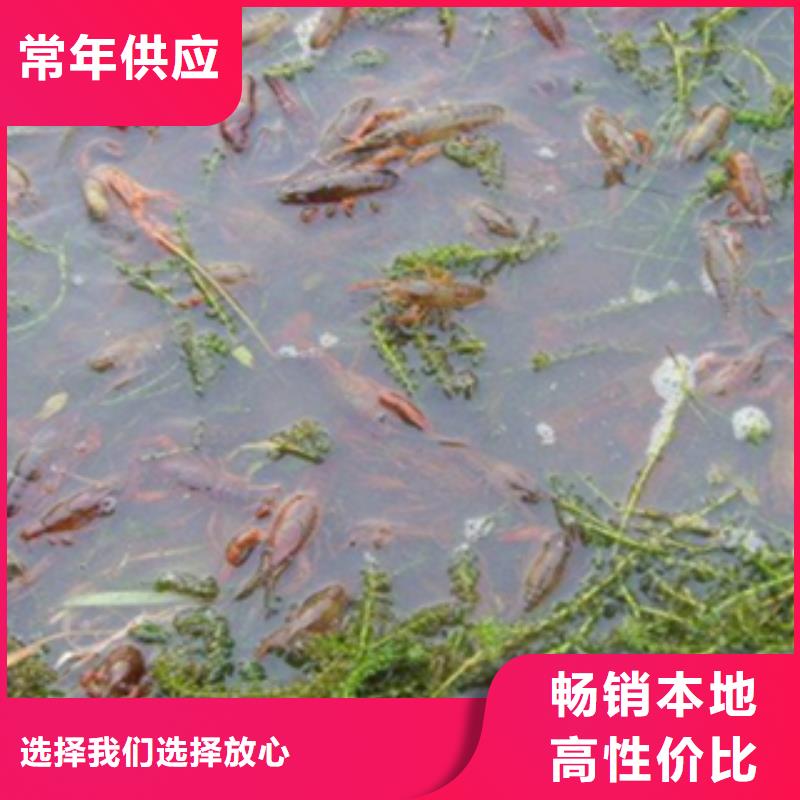 （小龙虾苗价格）小龙虾种虾价格报价质量好