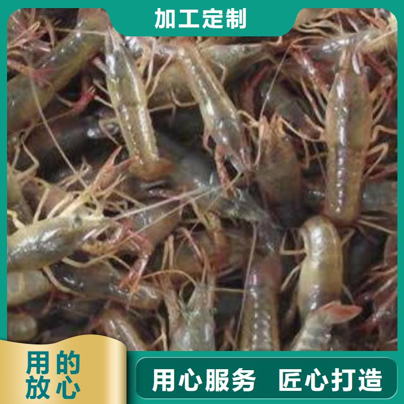 （批发小龙虾苗）小龙虾种虾价格（原种）本地制造商