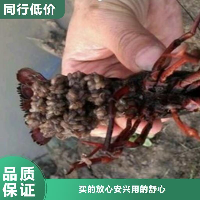 小龙虾苗价格（青虾苗）（小龙虾种虾价格）】附近货源