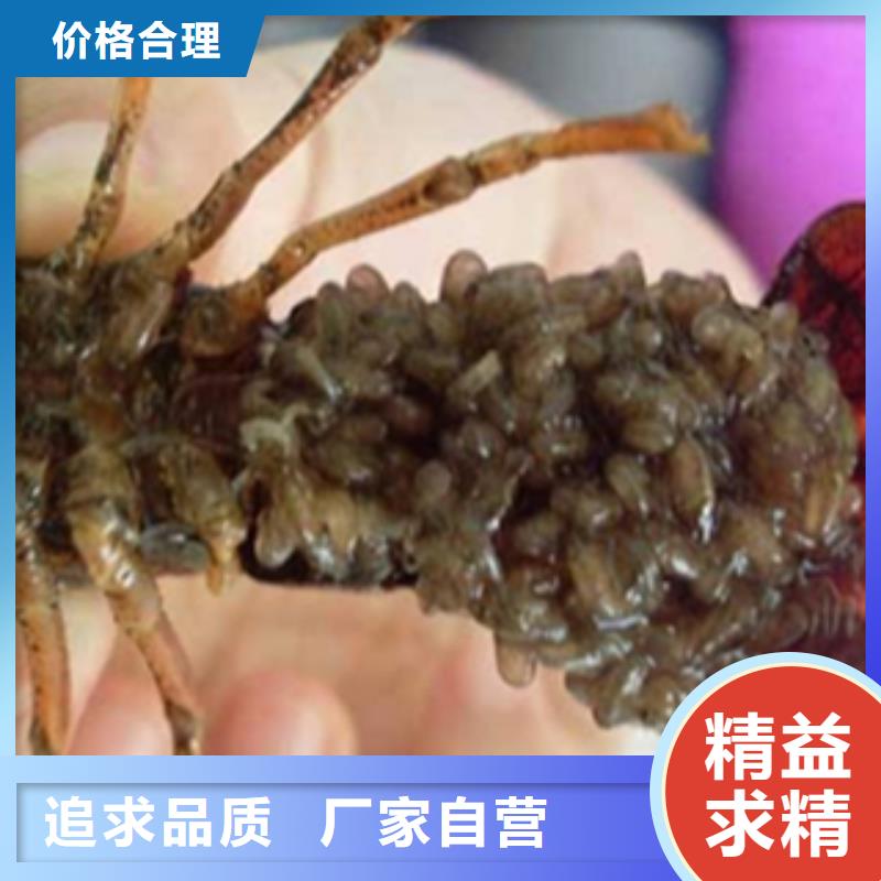 批发小龙虾种虾价格介绍（咨询厂家）好厂家有担当