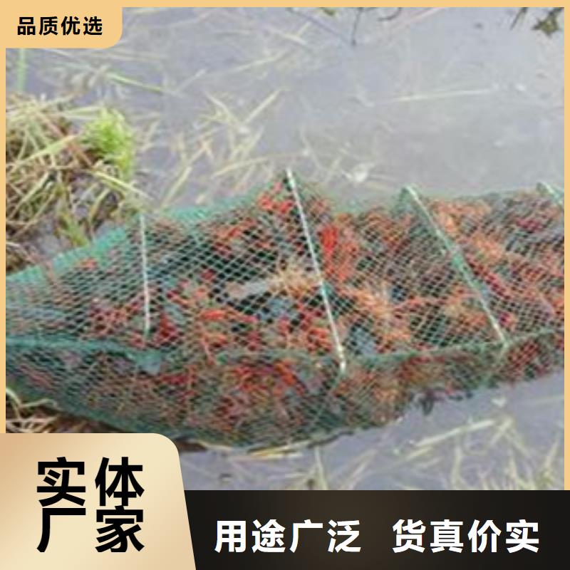 批发小龙虾种虾价格介绍（淮河水产）本地经销商