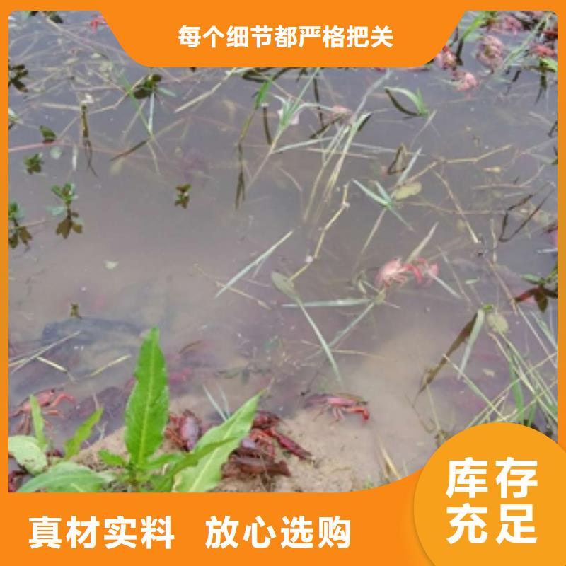 小龙虾种虾价格（原种）（淮河水产）】现货满足大量采购