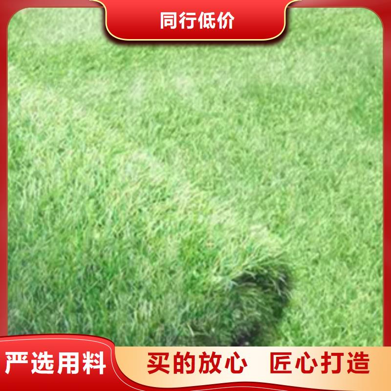 溫縣工地人造草坪新國標生產廠家當地廠家