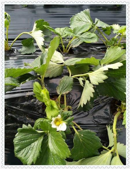 40公分种植技术本地公司