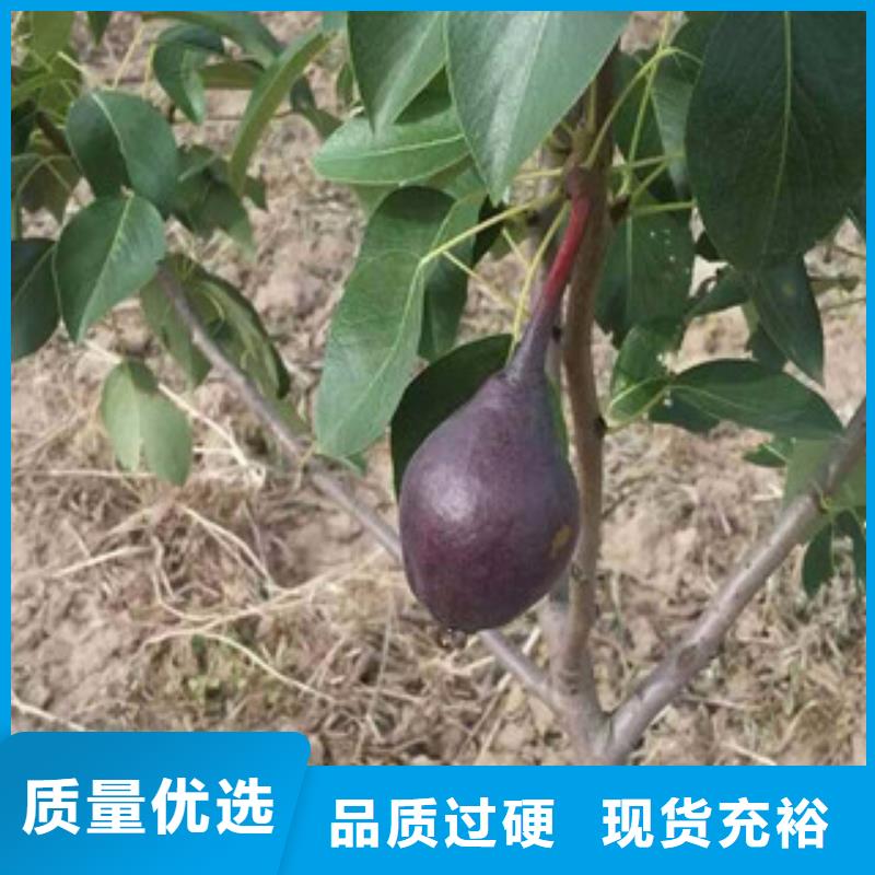 聊城茌长把梨树苗种植时间