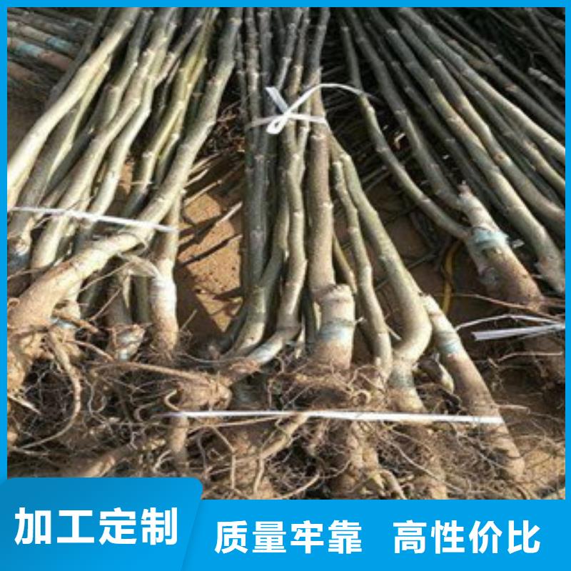 挂果高产品种优选原材