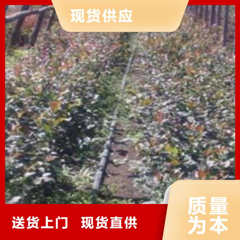 达柔蓝莓树苗苗木基地附近生产商