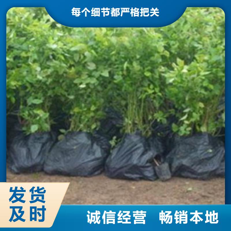 襄樊薄雾蓝莓树苗品种介绍信誉有保证