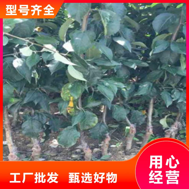 太平洋嘎啦苹果树苗哪里的便宜正规厂家