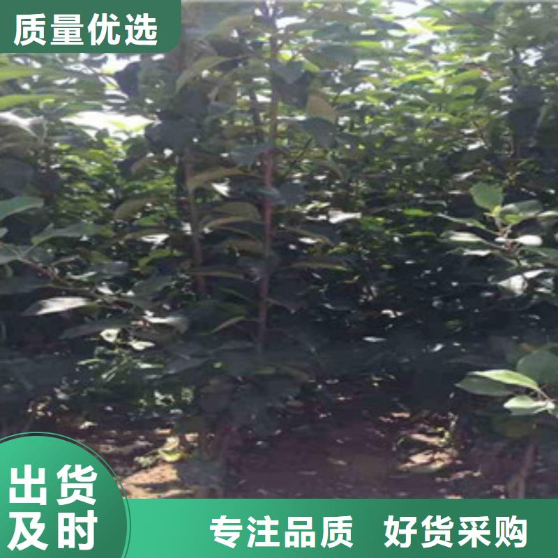 短枝华冠苹果树苗厂家本地服务商