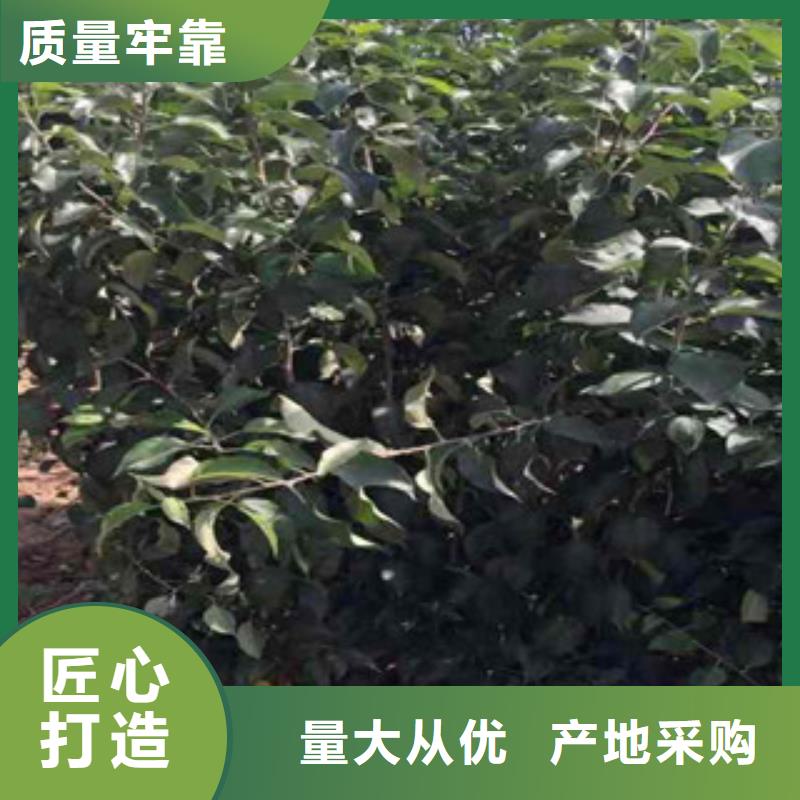 天红1号苹果树苗新品种好厂家有担当