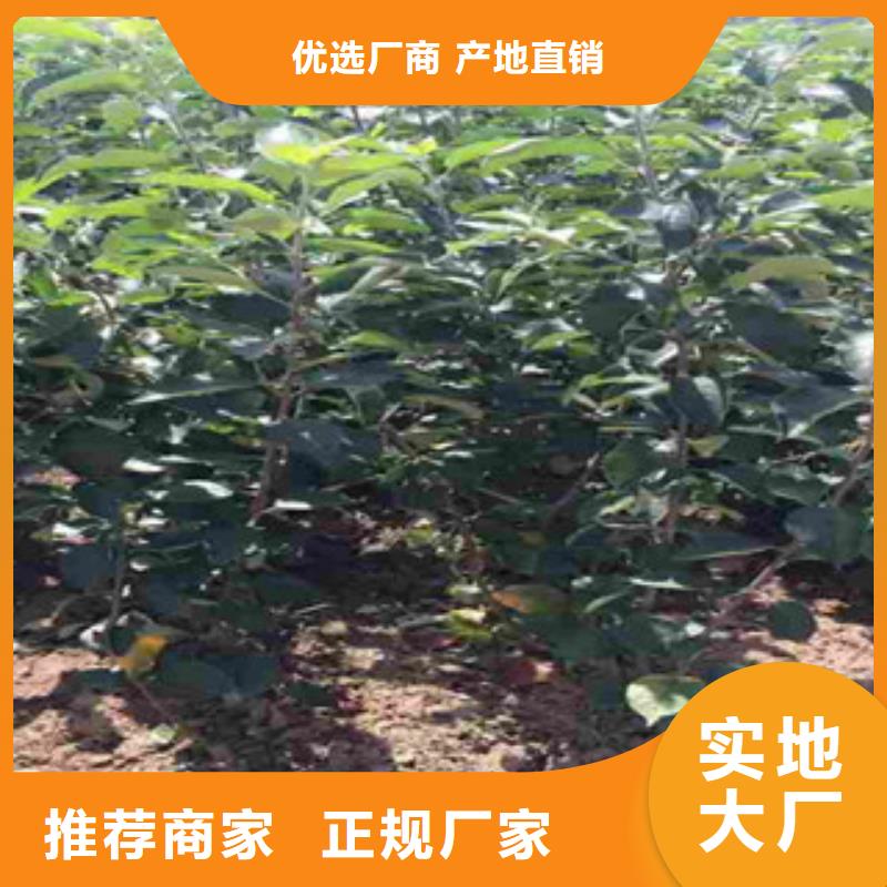 太极红苹果树苗种植时间同城经销商