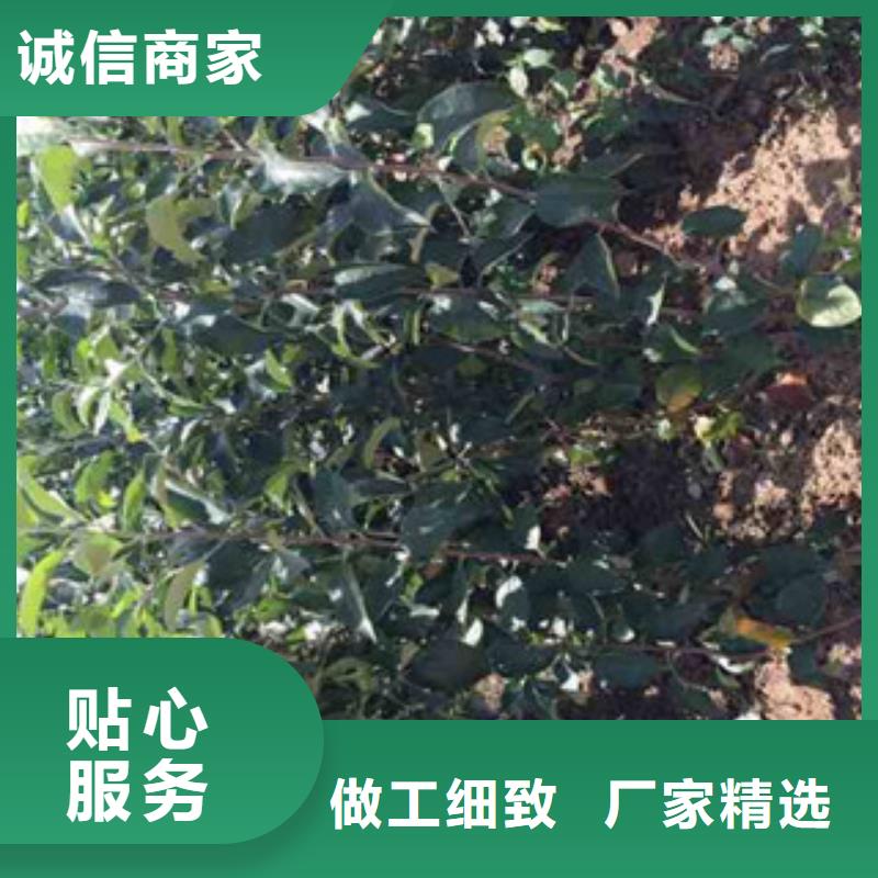 粉红女士苹果树苗品种介绍产品细节参数