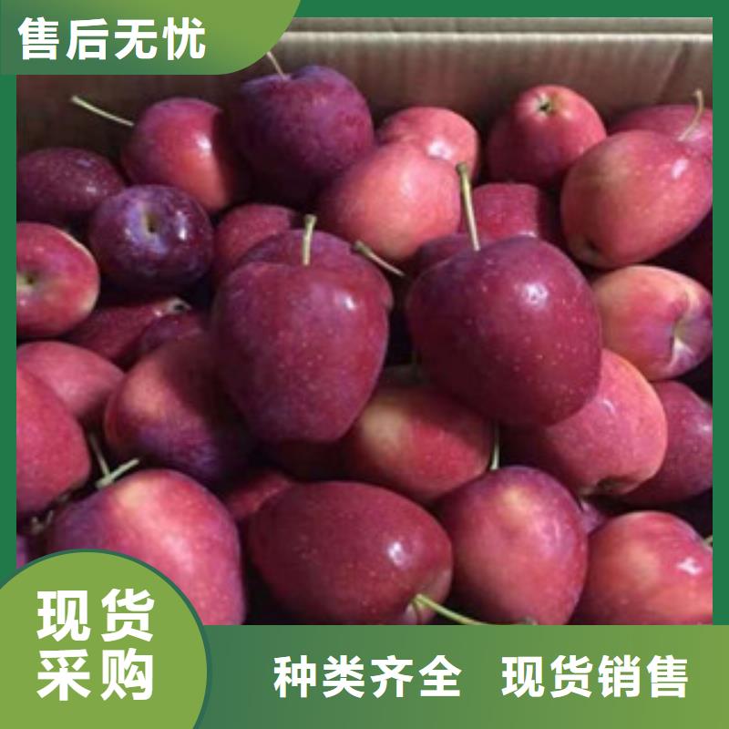红色之爱苹果树苗哪里的数量大实体诚信经营