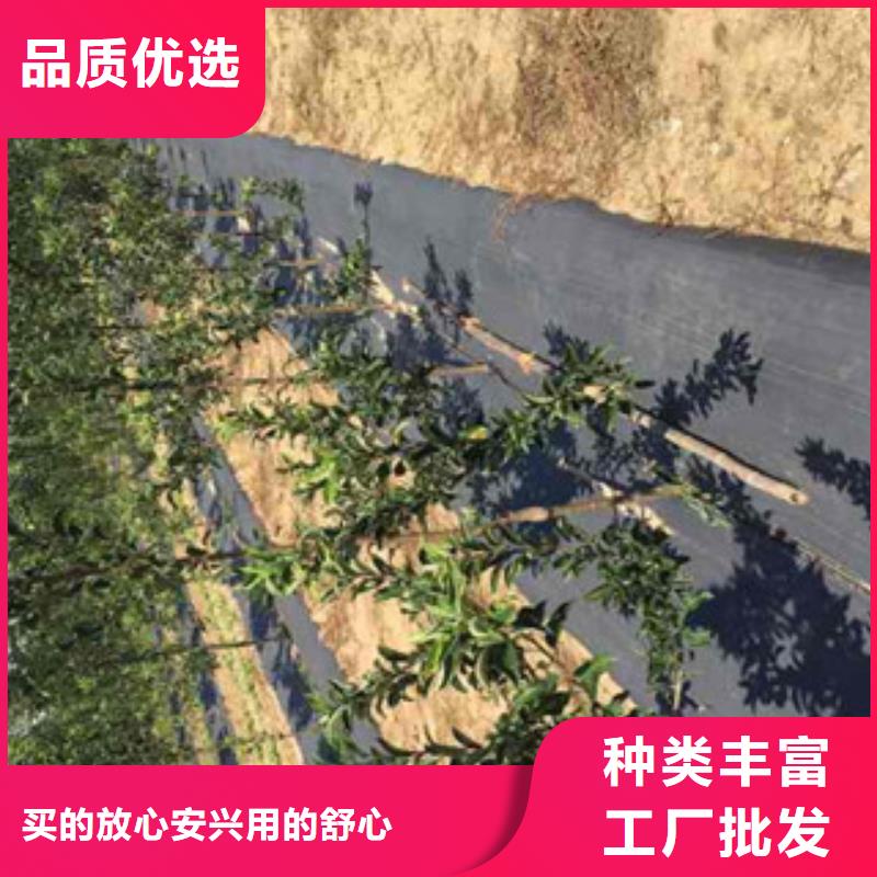 红色之恋苹果树苗产地价格符合标准