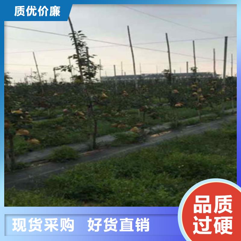 华硕苹果树苗怎么买质量检测