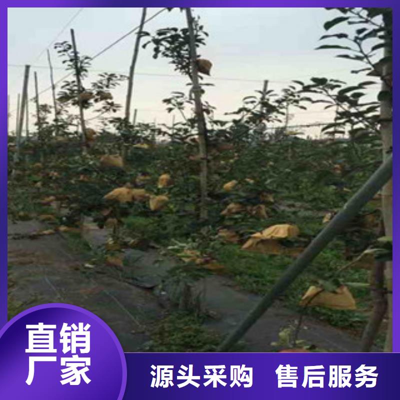 美国八号苹果树苗现货销售