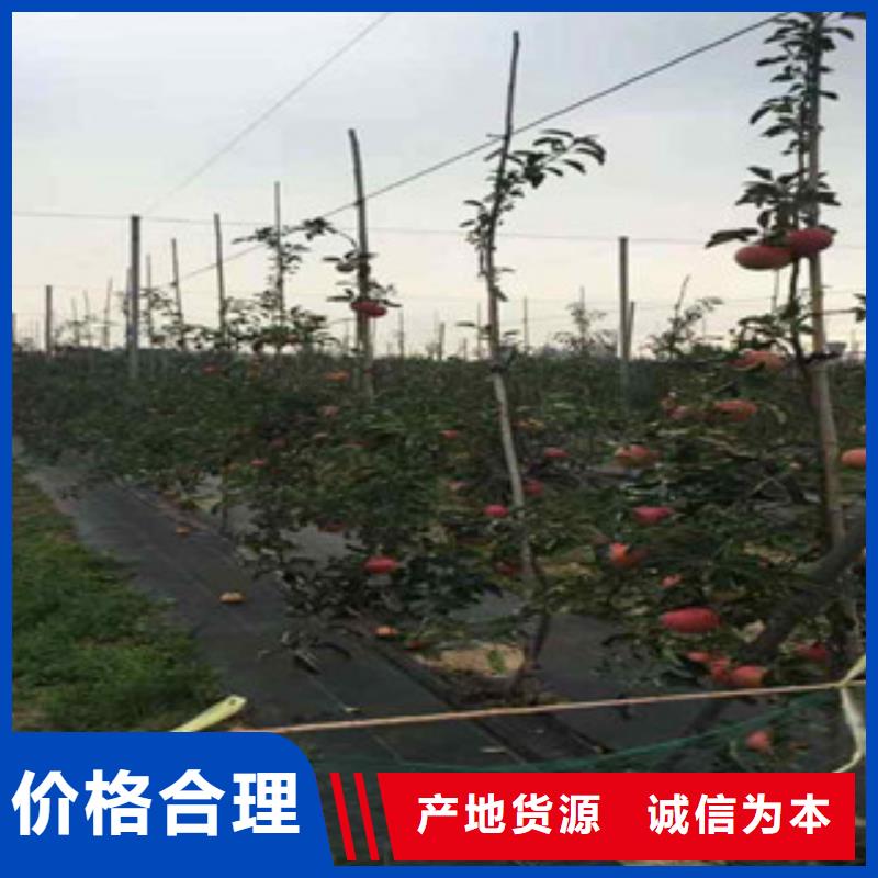 安娜苹果树苗质优价廉优良材质