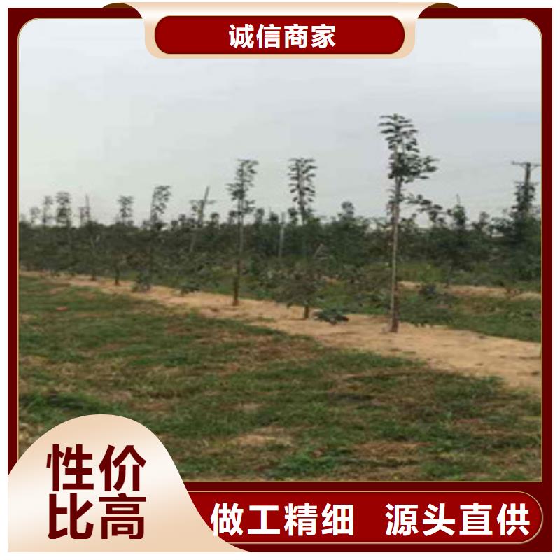 短枝红将军苹果树苗批发基地本地厂家