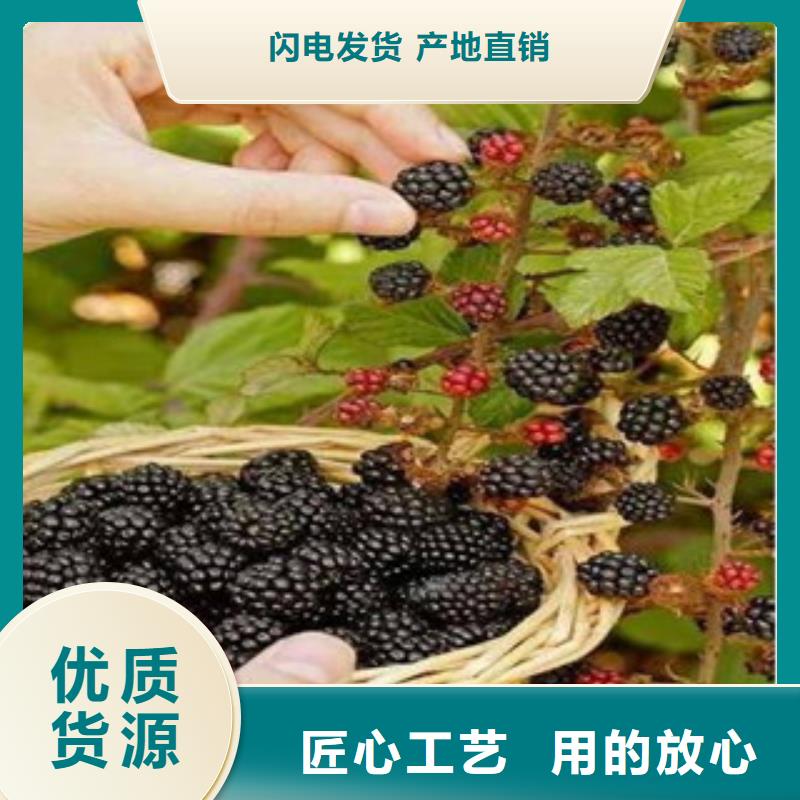 草莓子树莓苗高产品种本地服务商