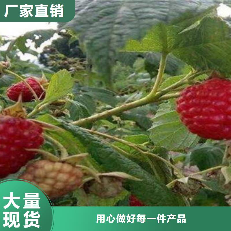 蓝莓苗批发种类齐全