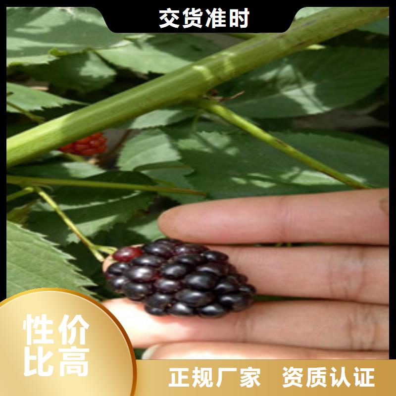黑莓苗哪里的便宜随到随提
