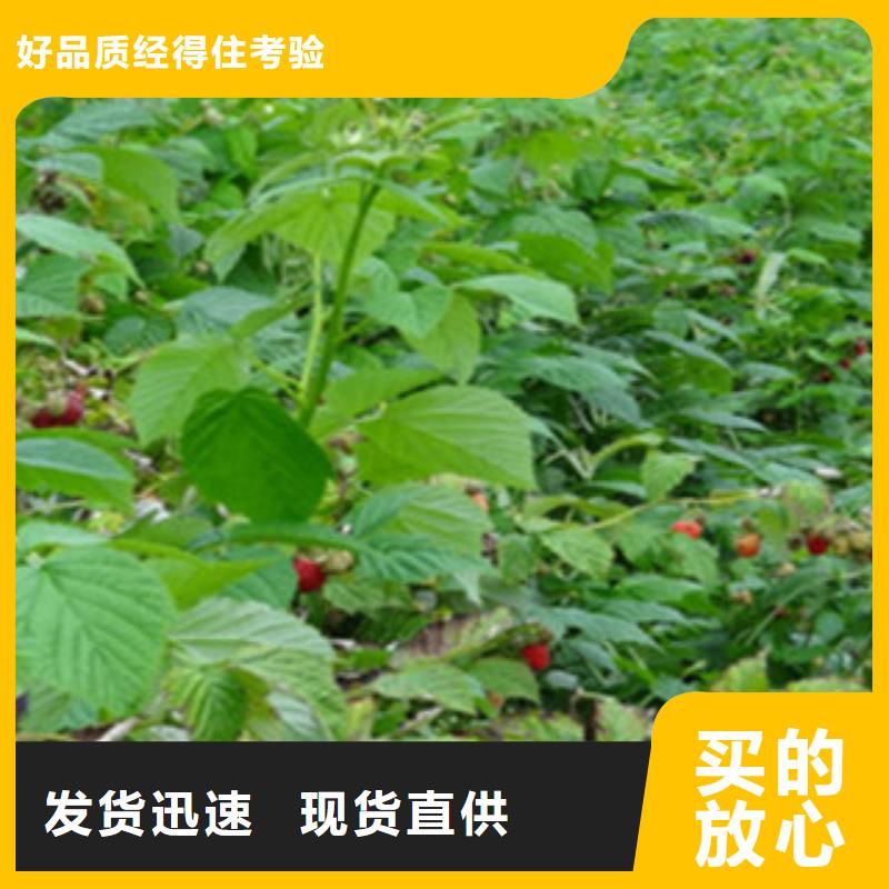 黄树莓苗苗木基地本地制造商