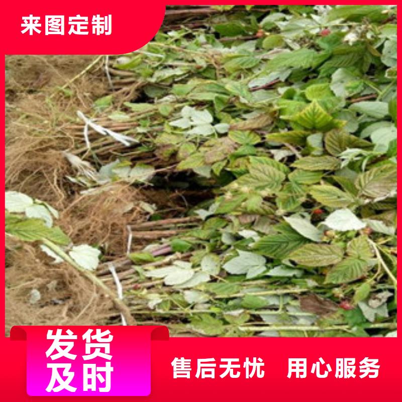 槭叶莓树莓苗一亩地利润厂家实力雄厚