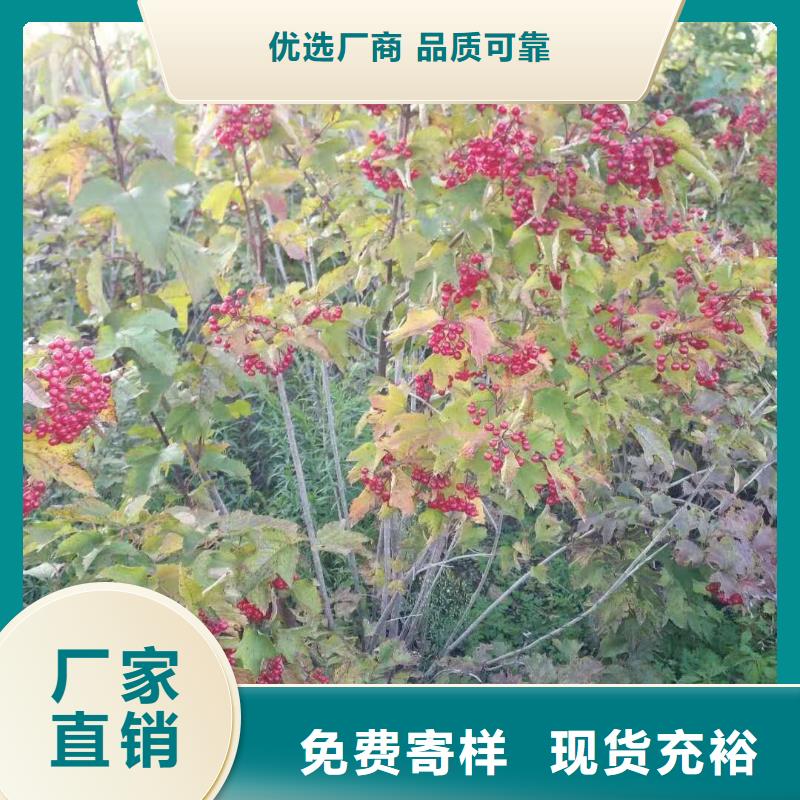 红王子锦带小苗价格公道合理