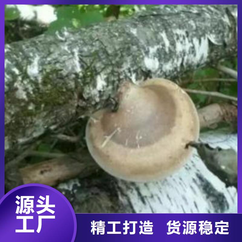 蛟河灵芝切片报价质量牢靠