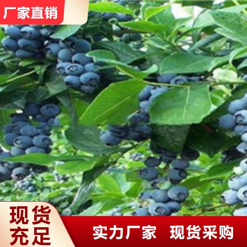 大蓝金蓝莓苗果树苗木实力雄厚品质保障