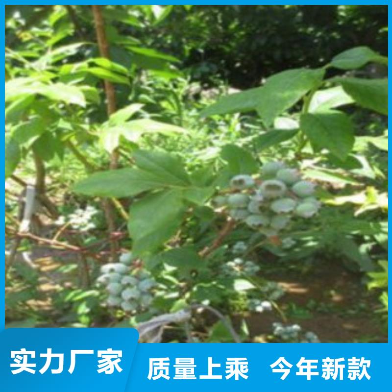 奥尼尔蓝莓苗农业现货充足