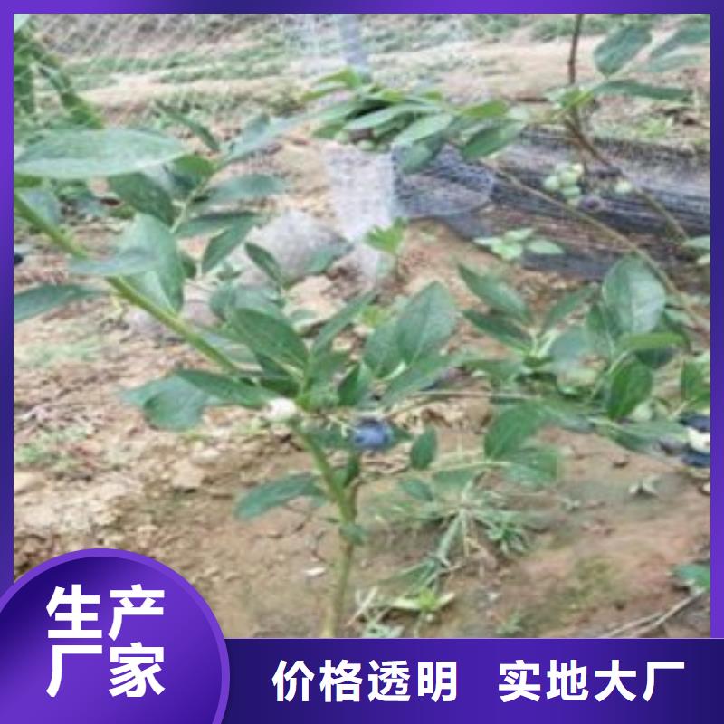 斯巴坦蓝莓苗批发市场厂家直发