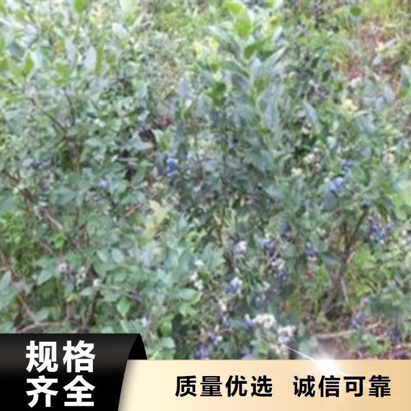 酷派蓝莓苗种植基地同城制造商