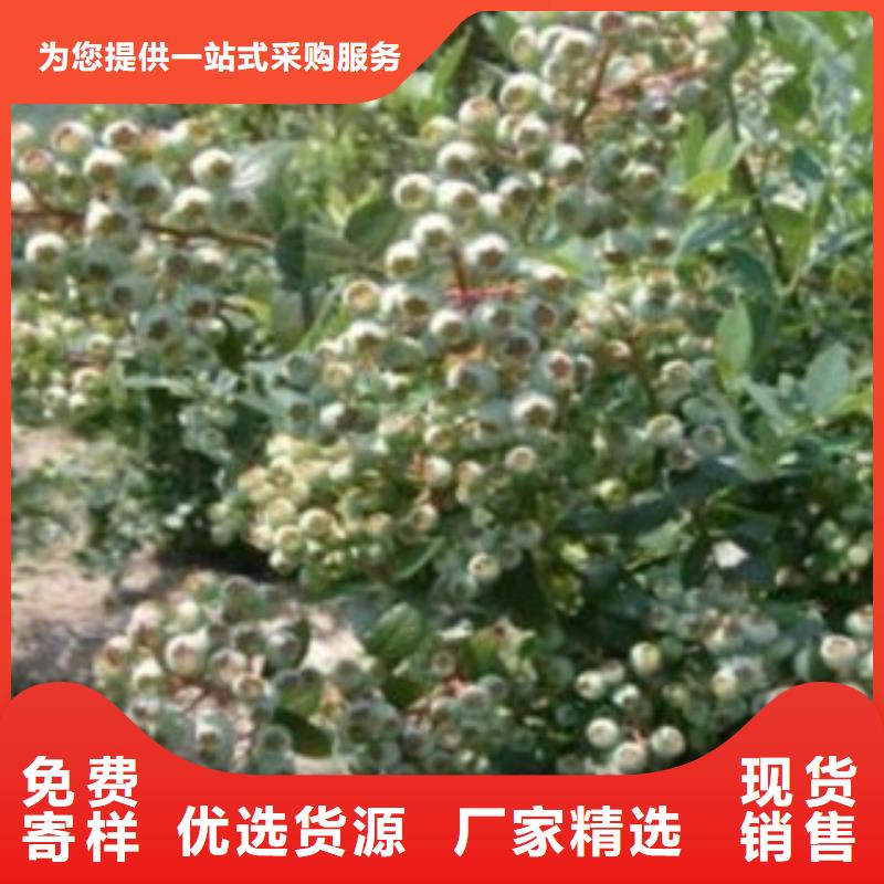 夏普蓝蓝莓苗什么品种好厂家直销规格多样