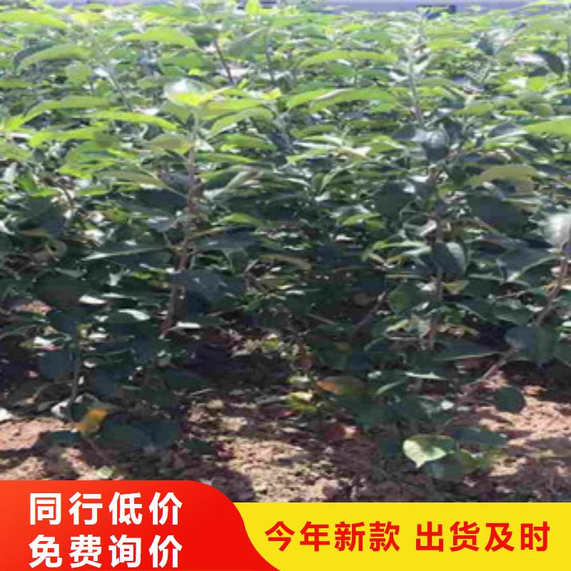 蜜脆苹果树苗苗木公司实体诚信厂家