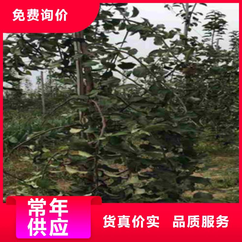 黑苹果树苗怎么样诚信为本