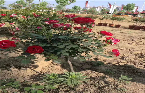 
苏湘花卉地锦[当地]生产商