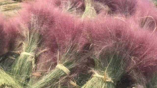 海棠厂家供货物流配送